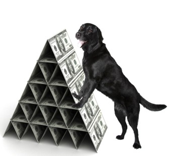 pyramid-dog